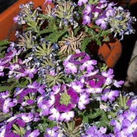 Photo of the plant species Slender Vervain by @FitDionysos50 named Diana on Greg, the plant care app