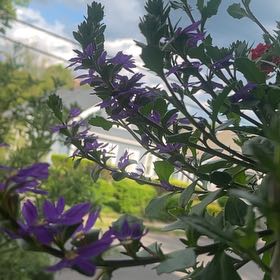 Photo of the plant species Anise-Scented Sage by @SoulfulWaxivy92 named Hamilton on Greg, the plant care app