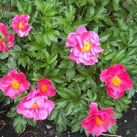 Photo of the plant species Common Peony by @FunLukiwan6 named Hamilton on Greg, the plant care app