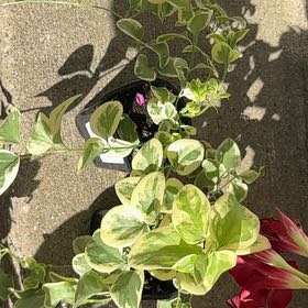 Photo of the plant species vinca vine by @LegitDaffodil60 named Dax on Greg, the plant care app