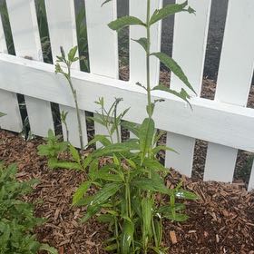Photo of the plant species Tall Verbena by @SassyBroom64 named Queen on Greg, the plant care app