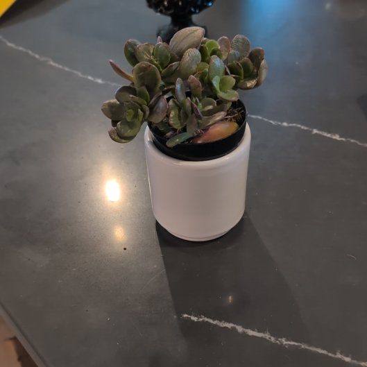 Photo of the plant species Variegated Jade by @EspecialRimu85 named Shakira on Greg, the plant care app