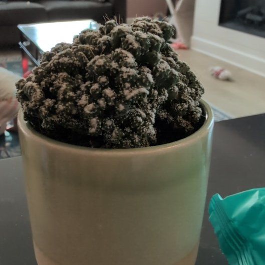 Photo of the plant species Cacti Succulent AR by @EspecialRimu85 named da Vinci on Greg, the plant care app