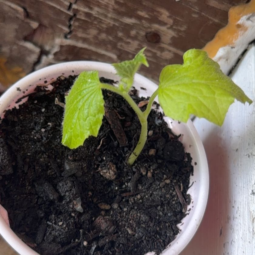 Photo of the plant species Cucumber by @LadyRedpine23 named Doja Cat on Greg, the plant care app