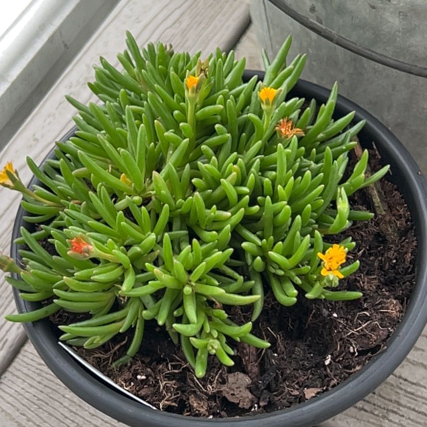 Photo of the plant species Jewel of the Desert by @FunAnacua34 named Sproutacus on Greg, the plant care app