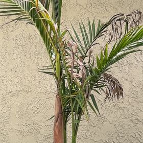 Photo of the plant species Canary Island Date Palm by @PrizeRye76 named Zion on Greg, the plant care app