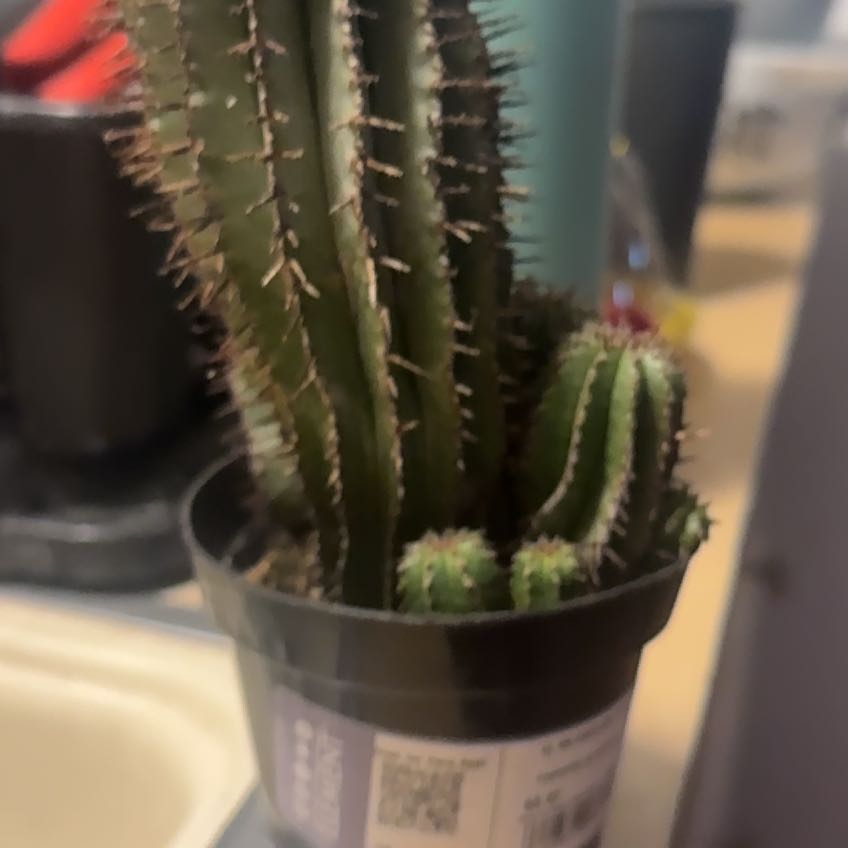 Photo of the plant species Milk Barrel Cactus by @RestfulCarrot76 named Duke on Greg, the plant care app