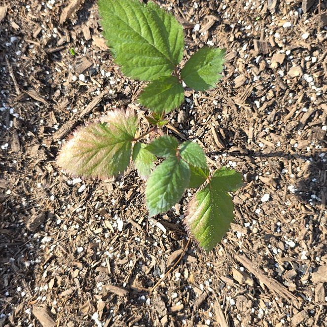 Photo of the plant species Blackberry by @PureBogbirch21 named Hamilton on Greg, the plant care app
