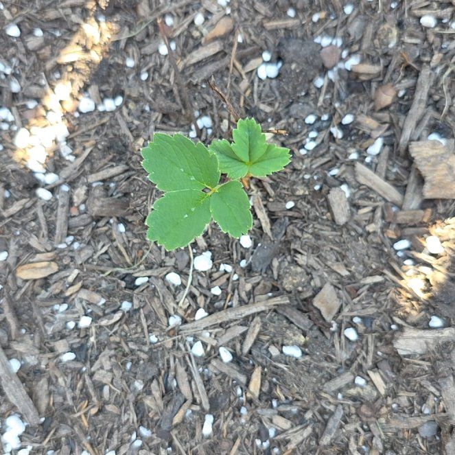 Photo of the plant species Scarlet Strawberry by @PureBogbirch21 named Robert Plant on Greg, the plant care app