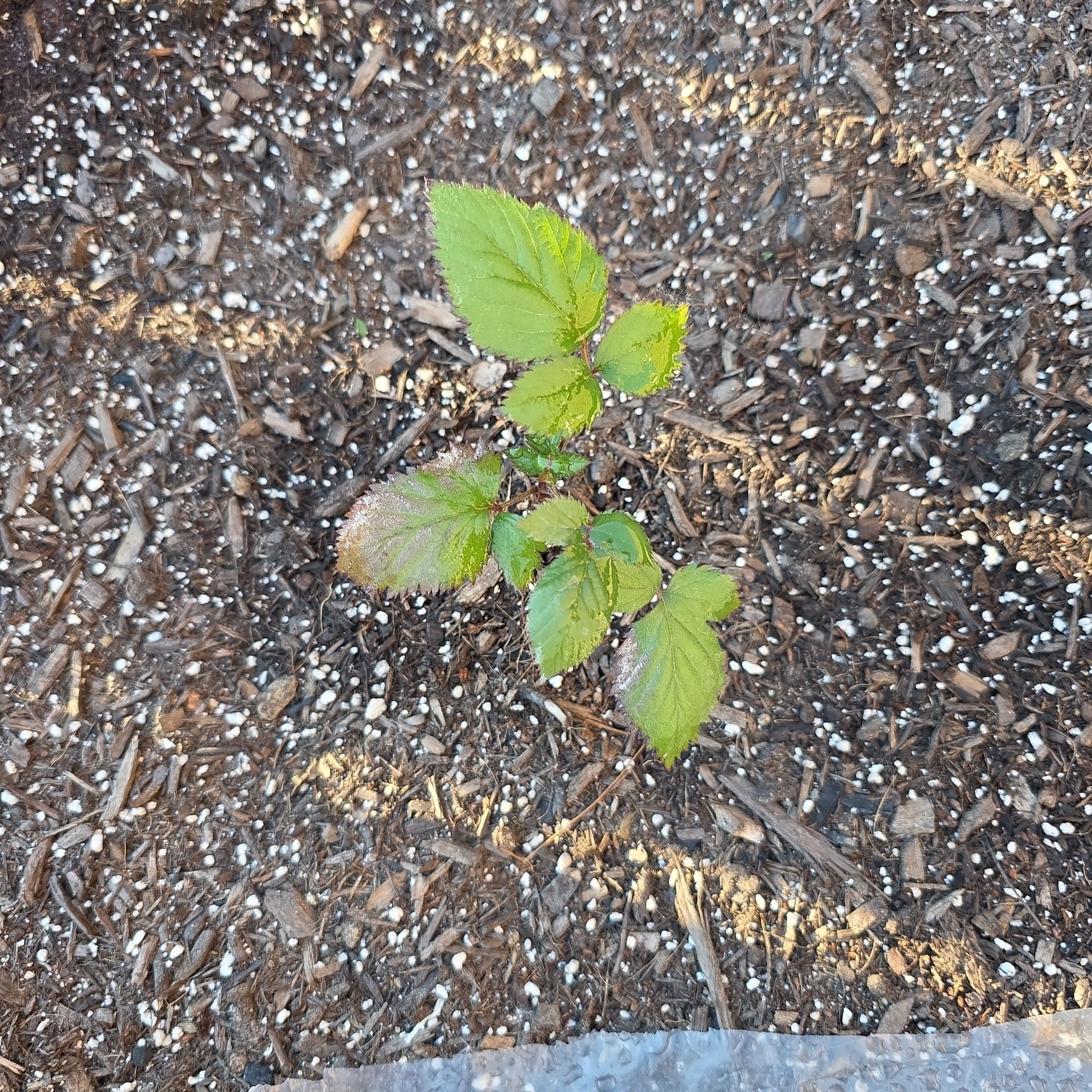 Photo of the plant species Blackberry by @PureBogbirch21 named Hamilton on Greg, the plant care app