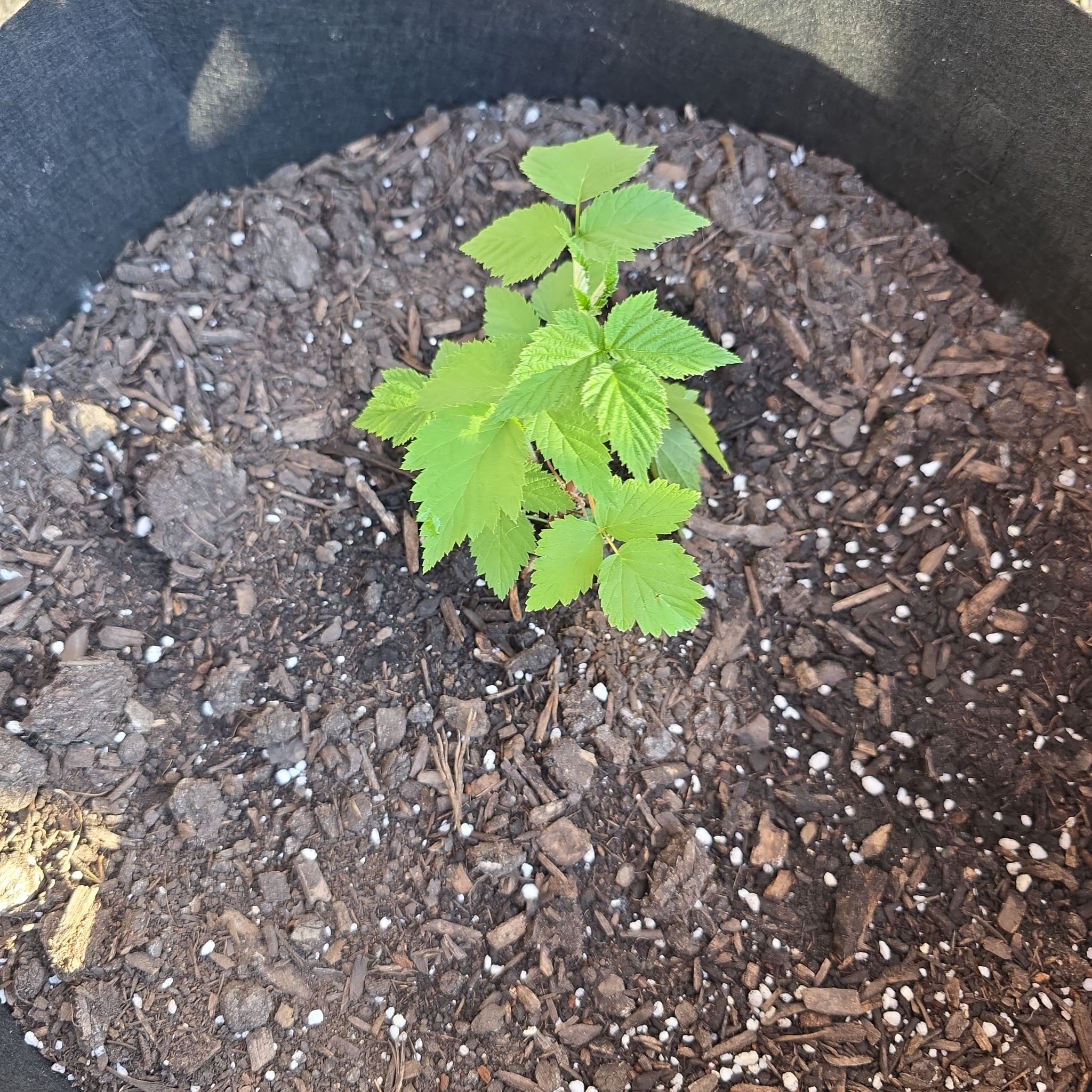 Photo of the plant species Black Raspberry by @PureBogbirch21 named Stella on Greg, the plant care app