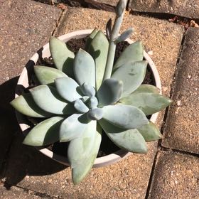 Photo of the plant species Pachyphytum 'Moonsilver' by @PrimoFuchsia68 named Looks to the moon on Greg, the plant care app