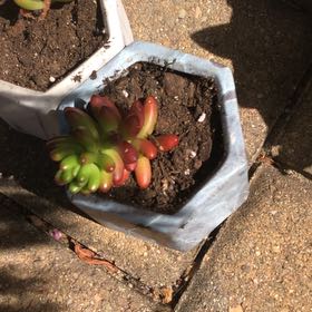 Photo of the plant species Succulent by @PrimoFuchsia68 named Five jelly beans on Greg, the plant care app