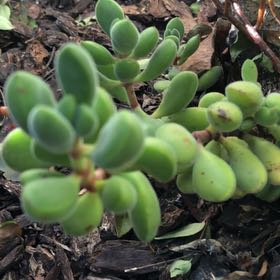 Photo of the plant species Crassula Green Beans by @PrimoFuchsia68 named No significant drought on Greg, the plant care app