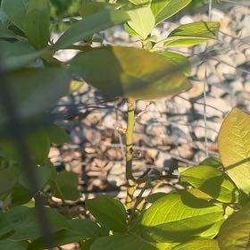 Photo of the plant species Black Highbush Blueberry by @TopJiaogulan40 named Pax on Greg, the plant care app