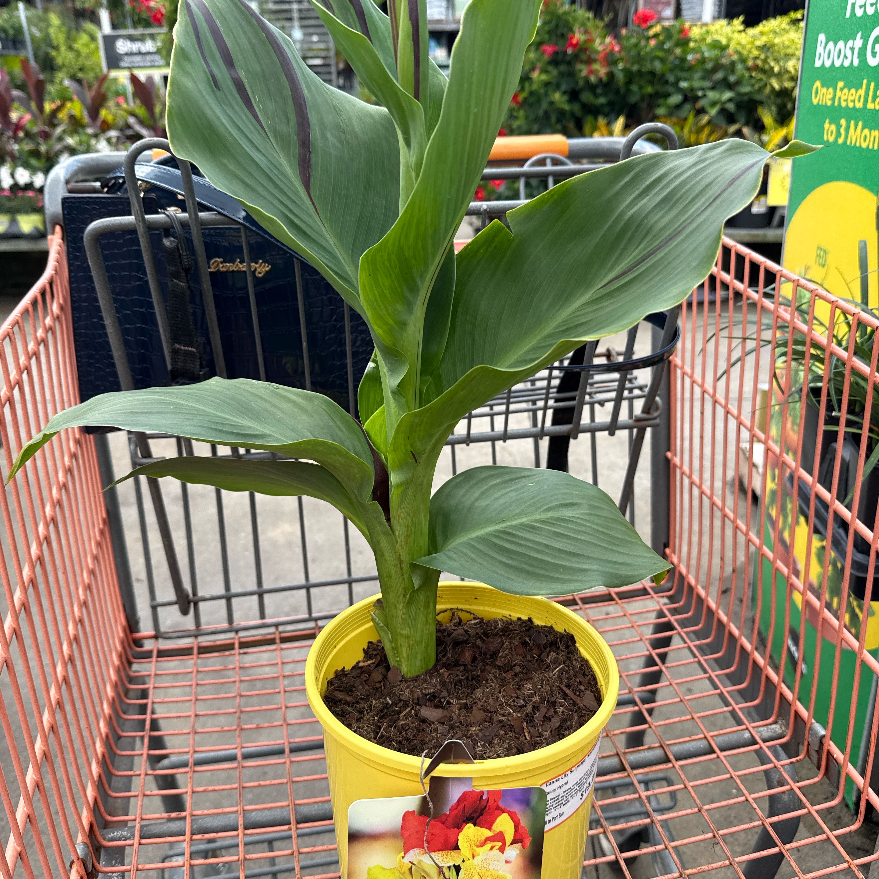 Photo of the plant species Canna 'Sunscape® Kaleidoscope' by @PrimoMandarin86 named Canna on Greg, the plant care app