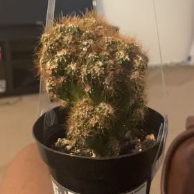 Photo of the plant species Peruvian Apple Cactus Monstrose by @CuteGreyghost23 named Broly on Greg, the plant care app