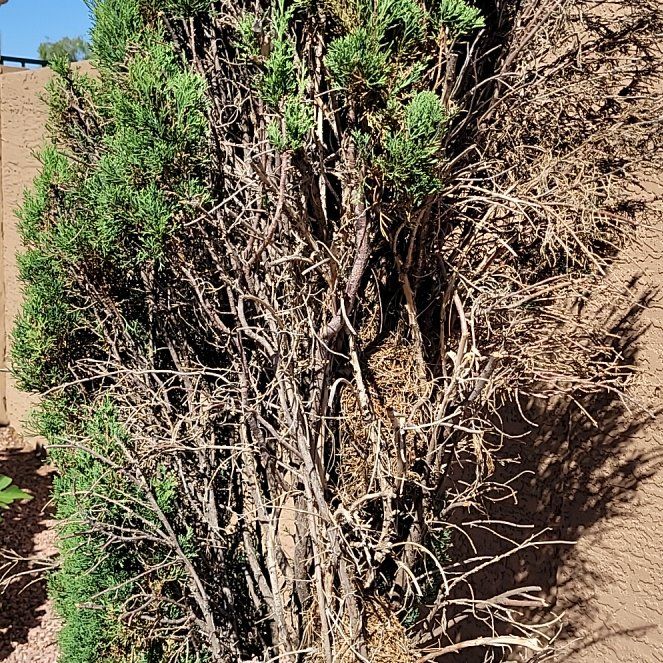 Photo of the plant species Cupressus Sempervirens by @FabPandan77 named Treeyoncé on Greg, the plant care app