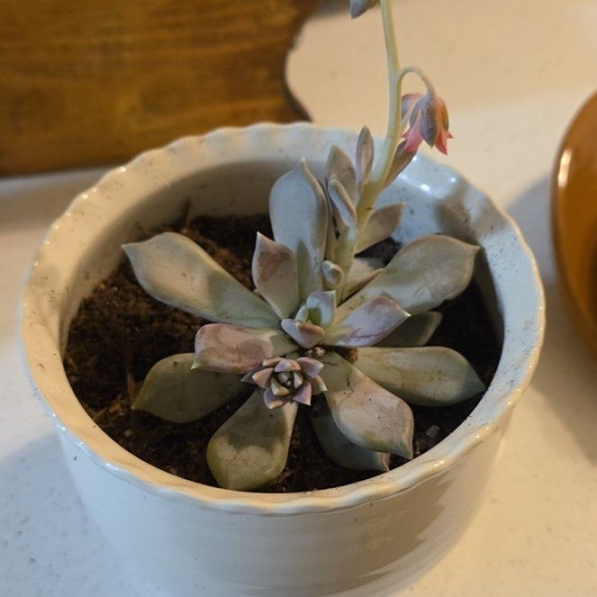 Photo of the plant species Pachyphytum 'Margrit' by @kirb named ☆ on Greg, the plant care app