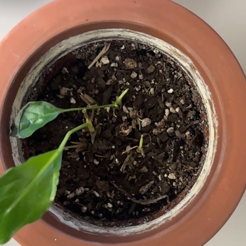 Photo of the plant species Peace Lilly by @AvidHemlock45 named da Vinci on Greg, the plant care app