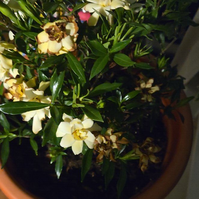 Photo of the plant species Common Myrtle by @JocoseSandwort named Surya on Greg, the plant care app