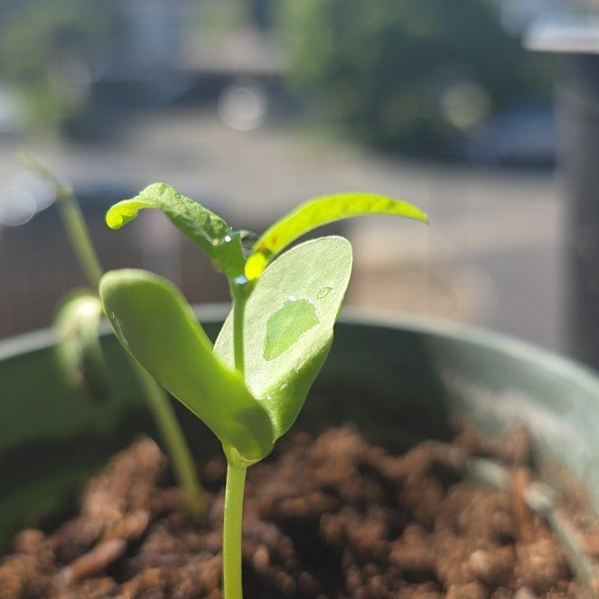 Photo of the plant species Blue Butterfly Pea by @ClementFord named Blue Butterfly on Greg, the plant care app