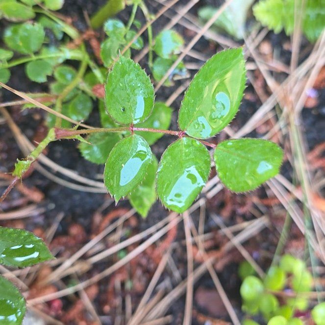 Photo of the plant species Multiflora Rose by @ClementFord named Clooney on Greg, the plant care app