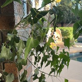 Photo of the plant species Chinese Tallow by @RadTamarind81 named Athena on Greg, the plant care app