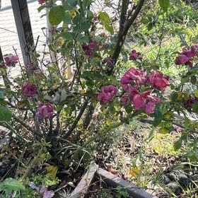Photo of the plant species Lathyrus Latifolius by @IdolTerranium41 named Sherlock on Greg, the plant care app