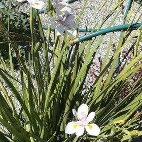 Photo of the plant species Fairy Iris by @IdolTerranium41 named Queen on Greg, the plant care app