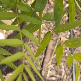 Photo of the plant species Smooth Sumac by @IdolTerranium41 named Bella on Greg, the plant care app