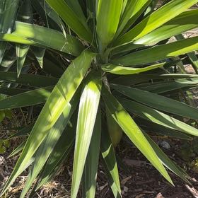 Photo of the plant species Dagger Plant by @IdolTerranium41 named Huckleberry Fern on Greg, the plant care app