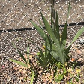 Photo of the plant species Blackberry Lily by @IdolTerranium41 named Elle on Greg, the plant care app