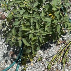 Photo of the plant species Black Nightshade by @IdolTerranium41 named Kobe on Greg, the plant care app
