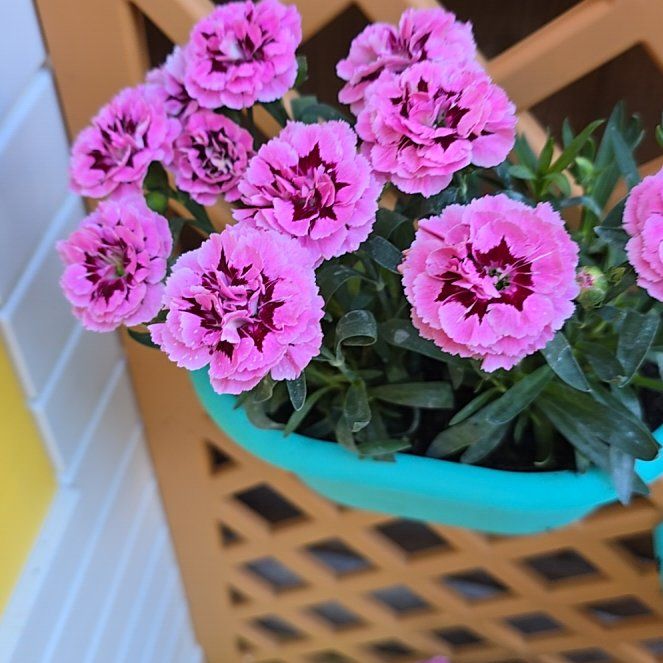 Photo of the plant species Dianthus Oscar® Pink+Purple by @ValuableBuroak1 named Doja Cat on Greg, the plant care app