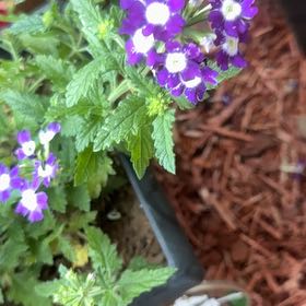 Photo of the plant species Goodding's Verbena by @PrimalAtom38 named Khaleesi on Greg, the plant care app