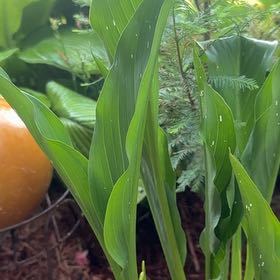 Photo of the plant species Lily-of-the-Valley by @PrimalAtom38 named Tolkien on Greg, the plant care app