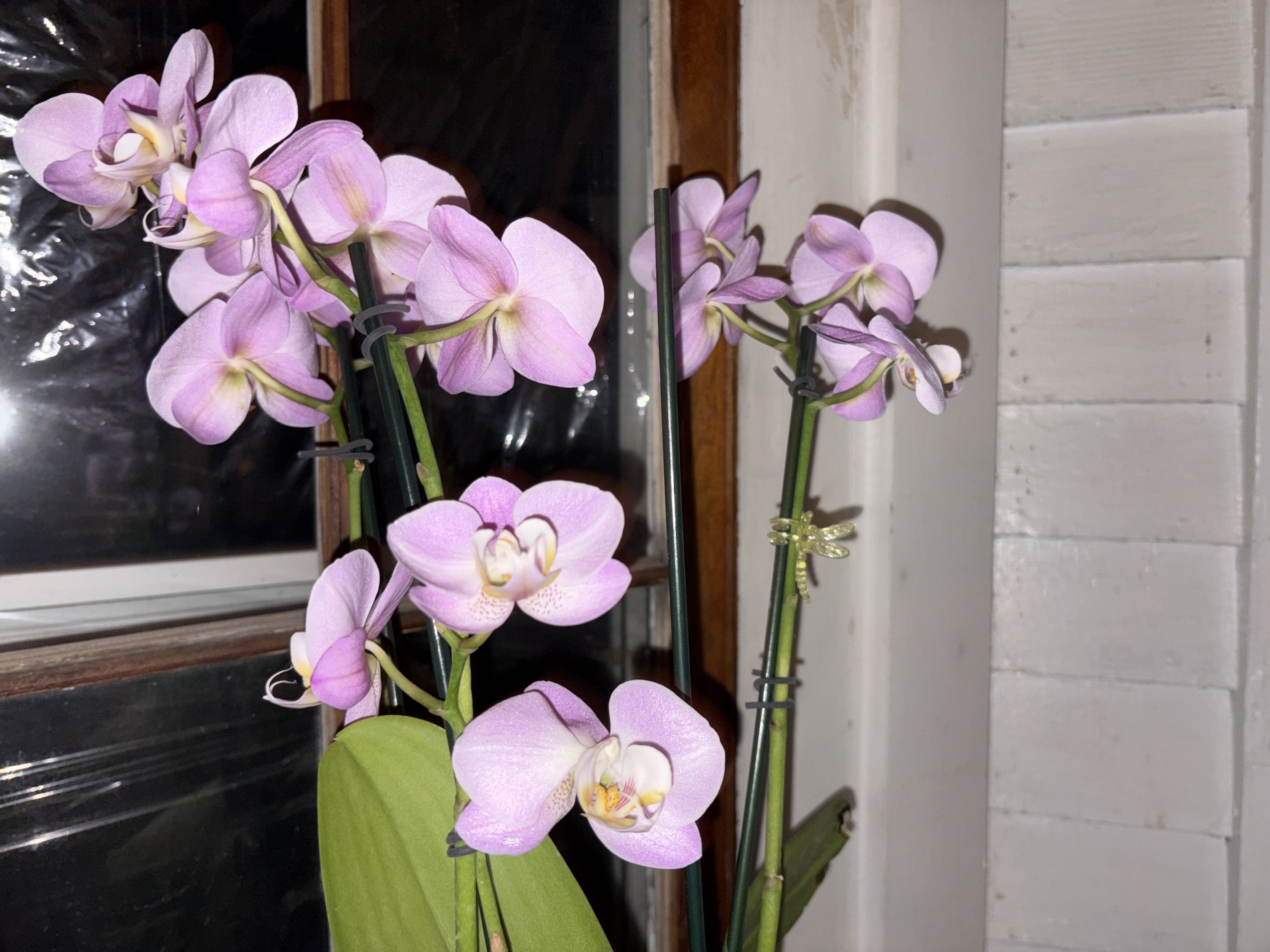 Photo from the post