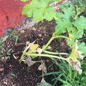 Photo of the plant species Pumpkin by @RadSaltcedar47 named Sonora on Greg, the plant care app