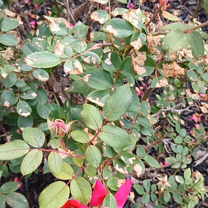 Photo of the plant species Redleaf Rose by @KeyInchworm45 named Navajo on Greg, the plant care app