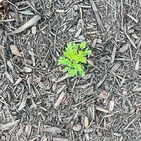 Photo of the plant species Herb Sophia by @GracedHappyleaf named Mando on Greg, the plant care app