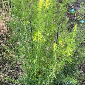Photo of the plant species Tarragon by @GracedHappyleaf named Kardashian on Greg, the plant care app