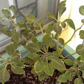 Photo of the plant species Buzzy Lizzy by @GracedHappyleaf named Harper on Greg, the plant care app