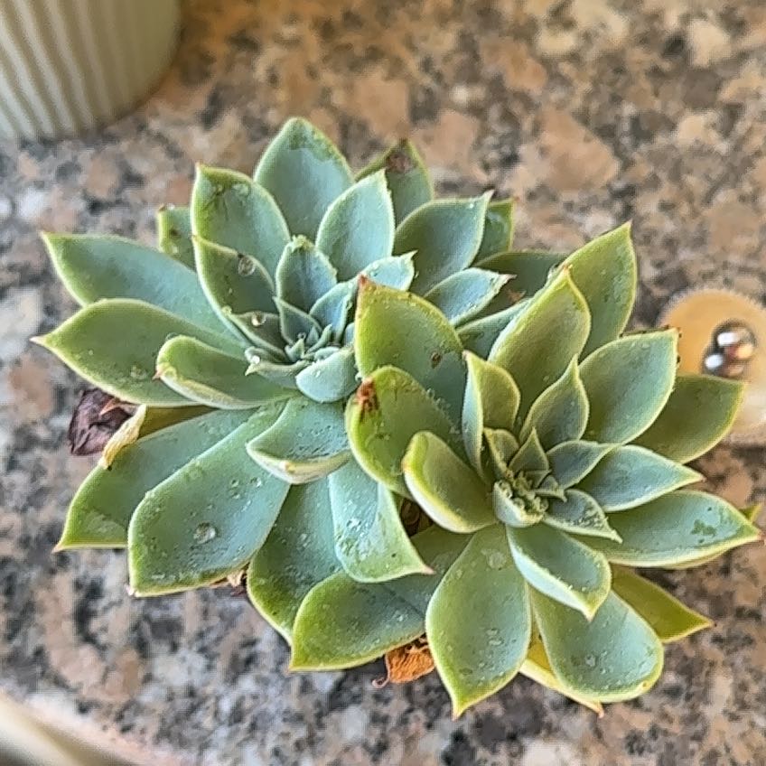 Photo of the plant species Echeveria Hybrid by @BonusWaxplant61 named Harmony on Greg, the plant care app