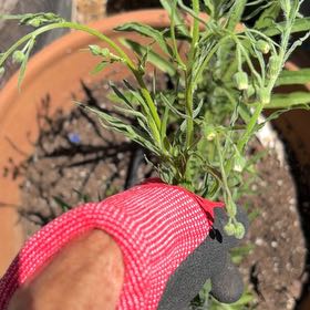 Photo of the plant species Argentine Fleabane by @YernMaypop46 named Sir Plancelot on Greg, the plant care app