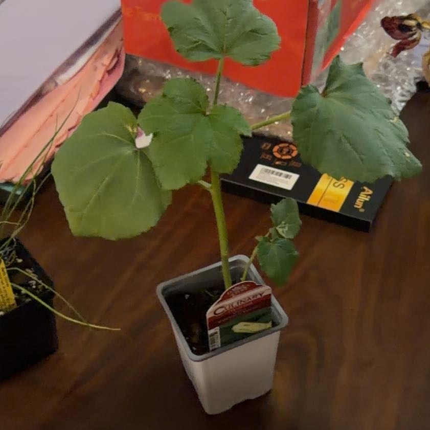Photo of the plant species Okra by @UrbaneKaramu7 named Coke-ra on Greg, the plant care app