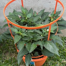 Photo of the plant species Jalapeno Pepper by @UrbaneKaramu7 named Elle on Greg, the plant care app