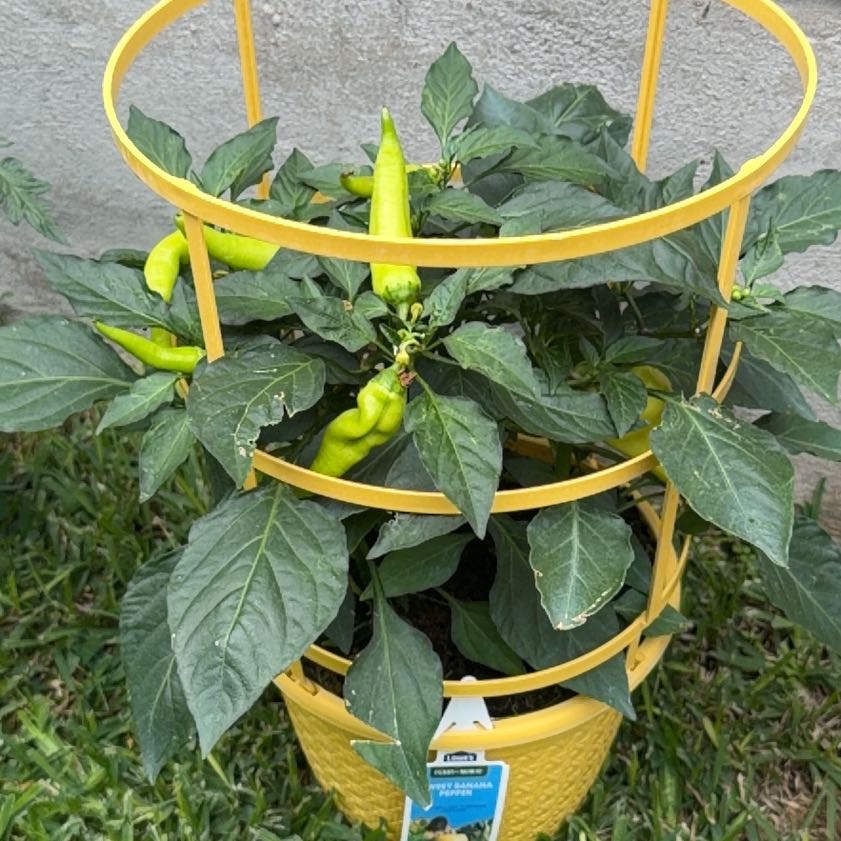 Photo of the plant species Banana Pepper by @UrbaneKaramu7 named Apollo on Greg, the plant care app
