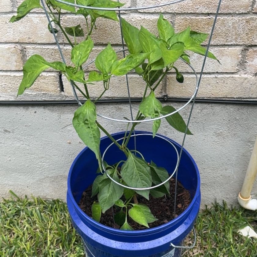 Photo of the plant species Poblano Pepper by @UrbaneKaramu7 named Bodhi on Greg, the plant care app