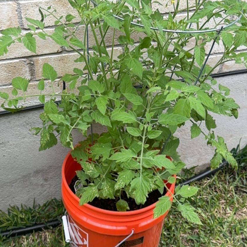 Photo of the plant species Cherry Tomato by @UrbaneKaramu7 named Mando on Greg, the plant care app
